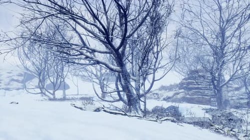 Winterlaubwald an einem nebligen Morgen