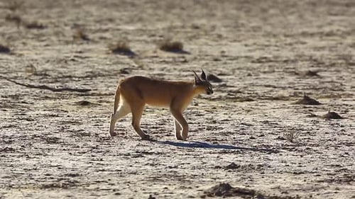 Caracal sauvage marchant sur une terre aride par une journée ensoleillée, zoom latéral sur le plan de suivi
