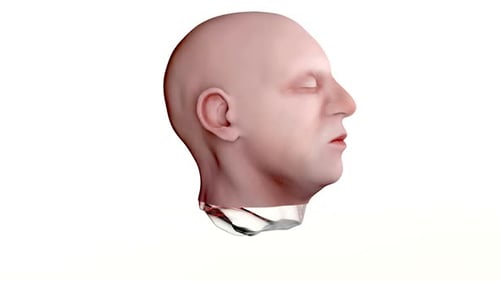 3D Human Head Dissolving to Reveal Brain Anatomy