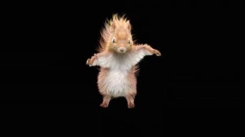 76 Squirrel Dancing HD