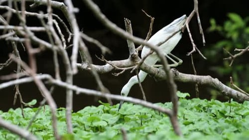Little Blue Heron (egretta caerulea), Fishing in a River Catching Fish, Costa Rica Birds and Wildlif