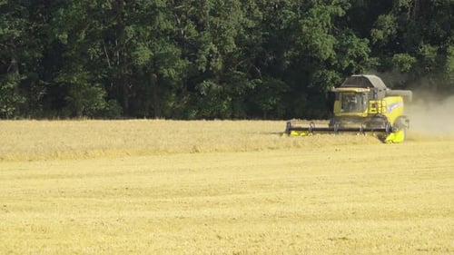 A Combine Harvester Harvests a Grain Field.
