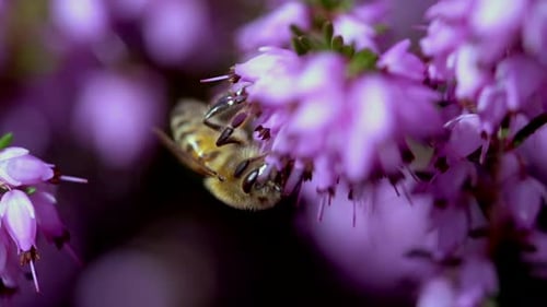 Wild Bee with stripes gathering nectar of purple flower during sunlight. Close up shot.
