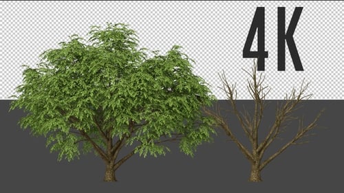 Cork Tree Growing
