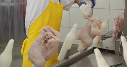 Worker Cuts Raw Chicken in Food Processing Facility