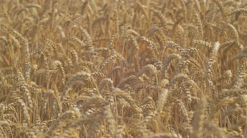 A wheat field