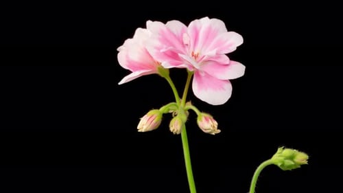 Time Lapse of Pink and White Geranium Blooming