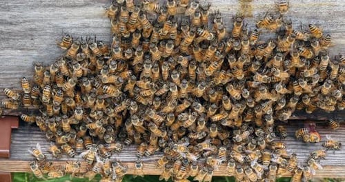 |European Honey Bee, apis mellifera, bees grazing on the hive entrance, Bee Hive in Normandy