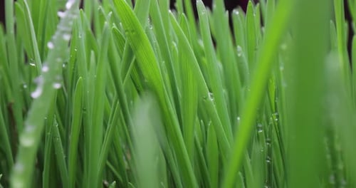 Green Grass Closeup Super Macro Shooting