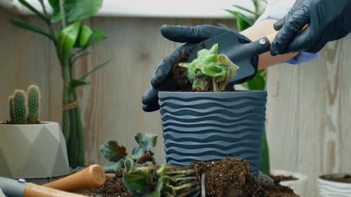 Hands Repotting Green Leafy Plant Indoors