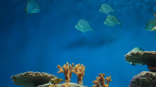 Unterwasserleben mit Korallenfischen im Aquarium