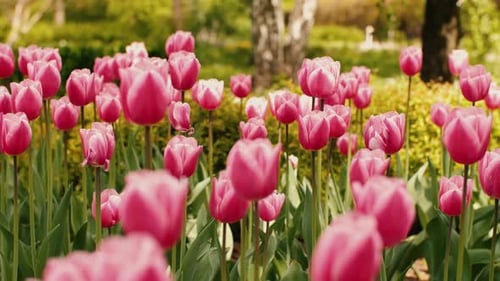 Pink Flowers in the Garden