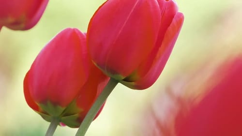Bright Red Tulip Flowers Blooming on Outdoor Flowerbed on Sunny Spring Day