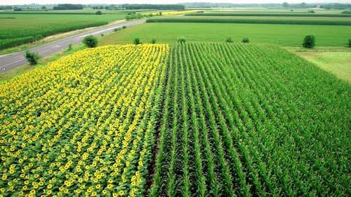 Vue aérienne de rangées de tournesol et de maïs dans les champs.