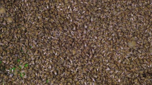 Birds Eye View of a Swarm of Honey Bees