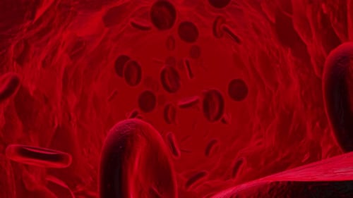 Red Blood Cells Flowing Through Artery 3D Animation