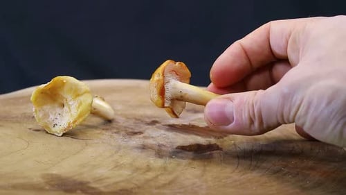 Homme saisissant le champignon hérisson (Hydnum repandum)