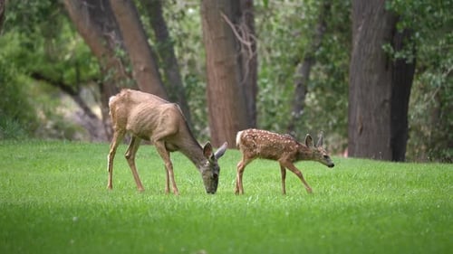 Deer doe and fawn with spots grazing in grassy meadow