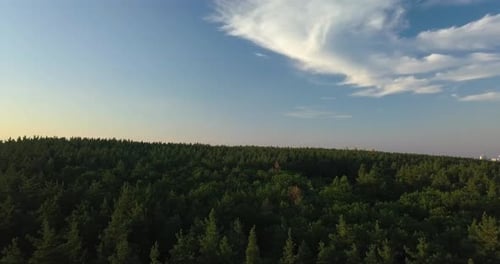 Drohnenflug über Pinienwald bei Sonnenuntergang, klarer blauer Himmel
