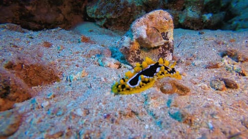 Yellow Nudibranch Crawling on the Ocean Floor