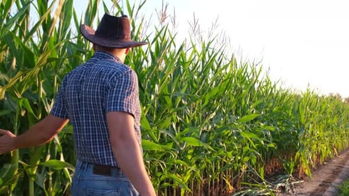 Farmer in a Hat Inspects Corn with a Green Field on the Background
