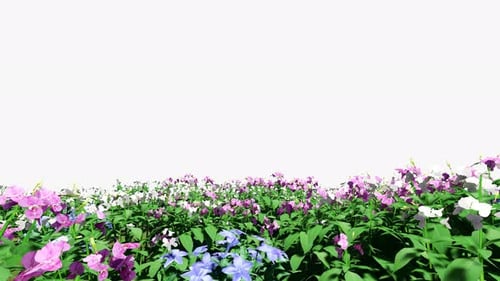Flower Field