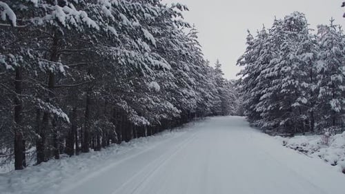 View of snowy road and majestic trees.
