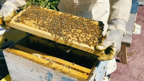 Frame with Honey and Bees
