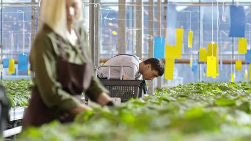 Workers tending to crops in greenhouse during the daytime