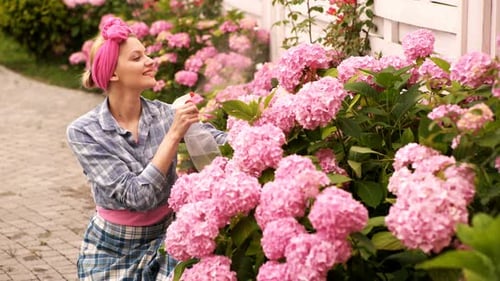 Woman Watering Flowers Hydrangeas in a Garden. Countryside Gardening