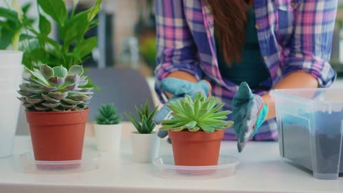 Woman Gardening Succulents Indoors