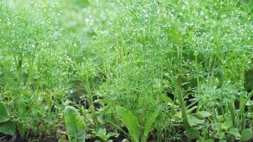 Fresh dill (Anethum graveolens) growing on the vegetable garden.