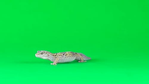 Yellow and Brown Spotted Leopard Gecko Eublefar Isolated at Green Screen. Close Up. Slow Motion.