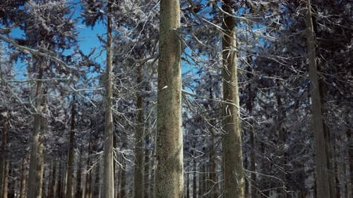 Snow Covered Conifer Forest at Sunny Day