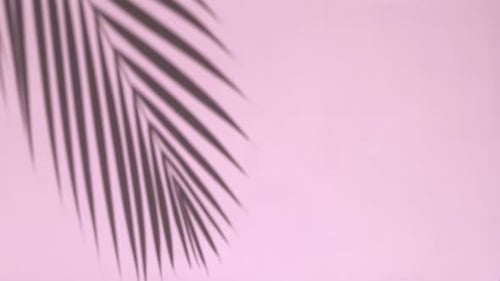 Palm Leaf Shadow on Pink Background