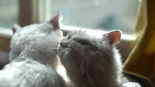 Two Cats Grooming Each Other by Window