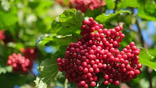 Belle fraise rouge Viburnum