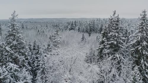 Aerial View Winter Forest with Snow Covered Spruce and Pine Trees