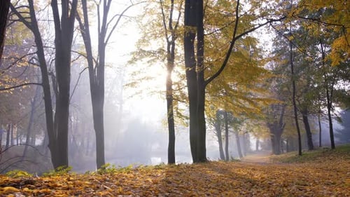 Wonderful Misty Park in Autumn with Sun Rays Falling on a Golden Foliage