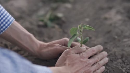 Farmer Planting Seedling in Soil