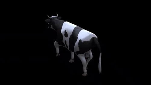Cow Walk From View Top Angle Back