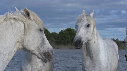 Majestic White Horses Standing in Shallow Water