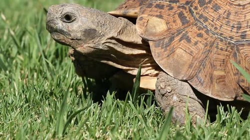 Close-up Of A Leopard Tortoise