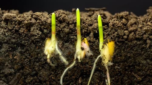 Corn Growing From Soil Timelapse