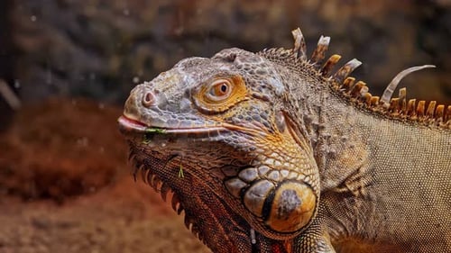 Iguane (4K)