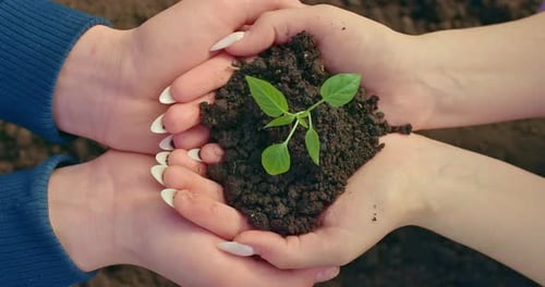 People are Holding Little Sprout of Tree with Soil in Hands Closeup View Prores