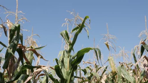 Corn Zea kann Quaste und Blätter vor blauem Himmel 4K-Aufnahmen machen