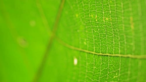 Green Leaf in Nature