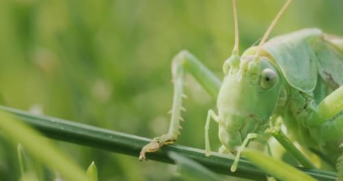 Vidéo macro sur le gros criquet vert mangeant de l'herbe