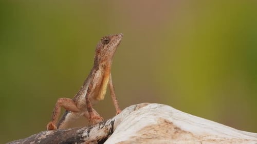 Lizard in rock waiting for pry .